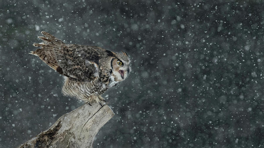 Wintery Great Horned Owl Photograph by CR Courson