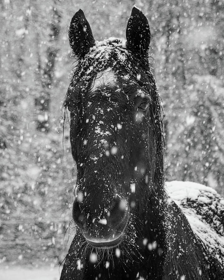 Wintery Horse Portrait Photograph by Kristia Adams