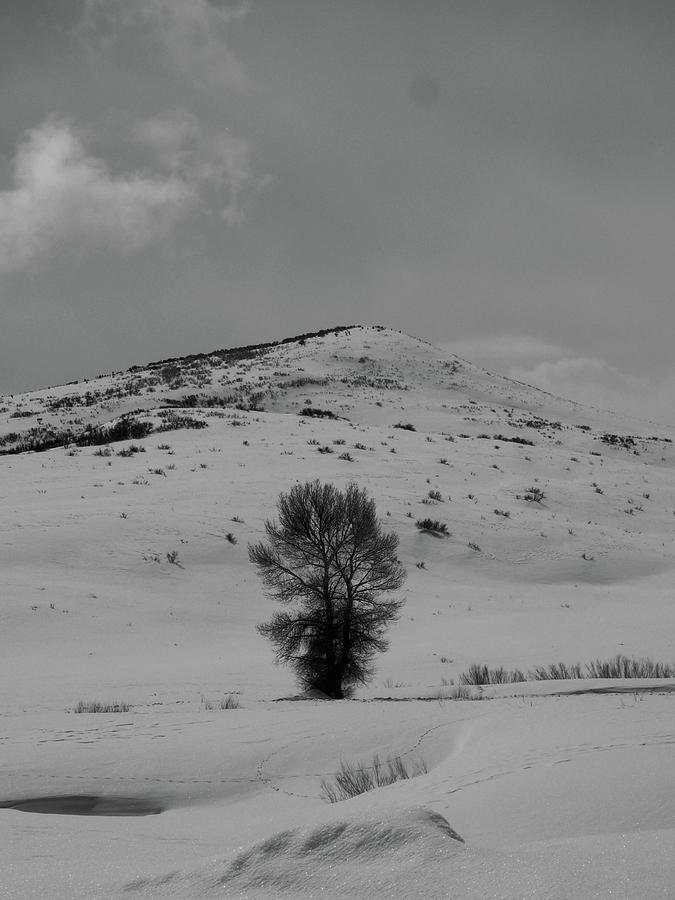 Wintery Tree Photograph by Denise Benson