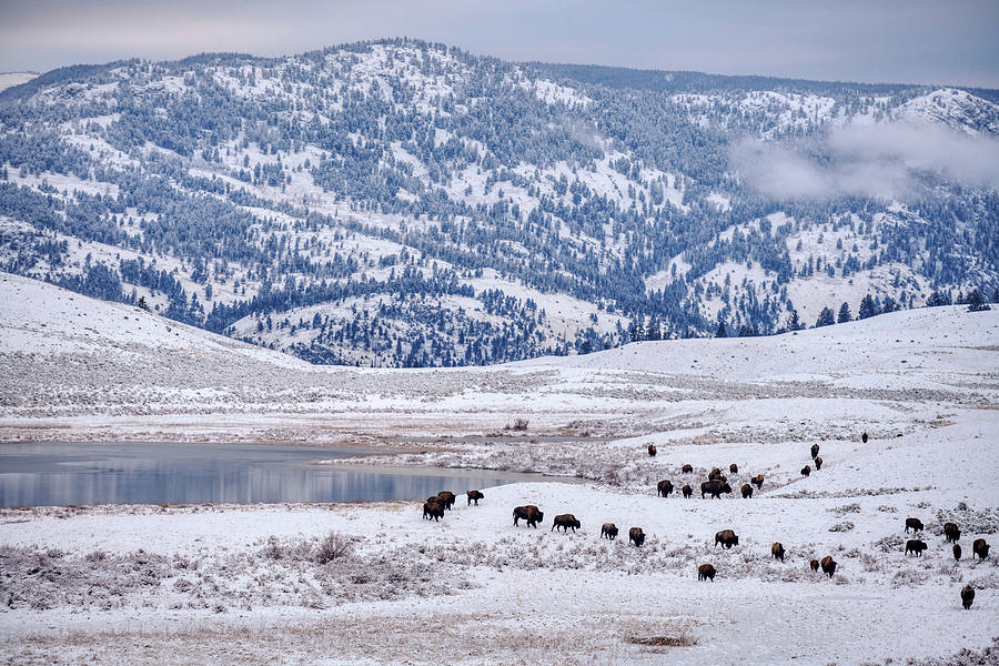 Wintery Yellowstone Photograph by Paul Freidlund
