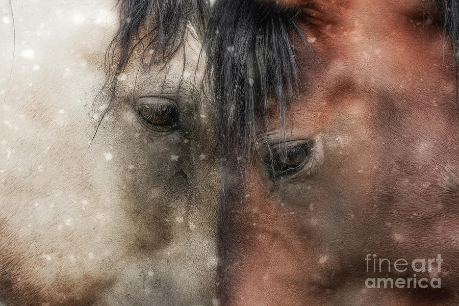 Wintry American Mustangs Photograph by Lisa Manifold