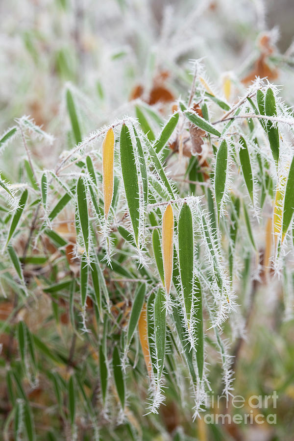 Wintry Bamboo Leaves Photograph by Tim Gainey