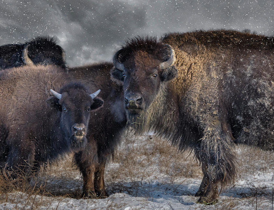 Wintry Bison Photograph by Laura Terriere