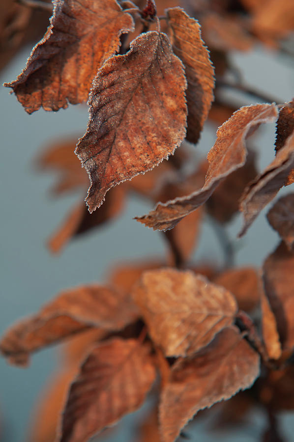 Wintry European Hornbeam Leaves Photograph by Jenny Rainbow