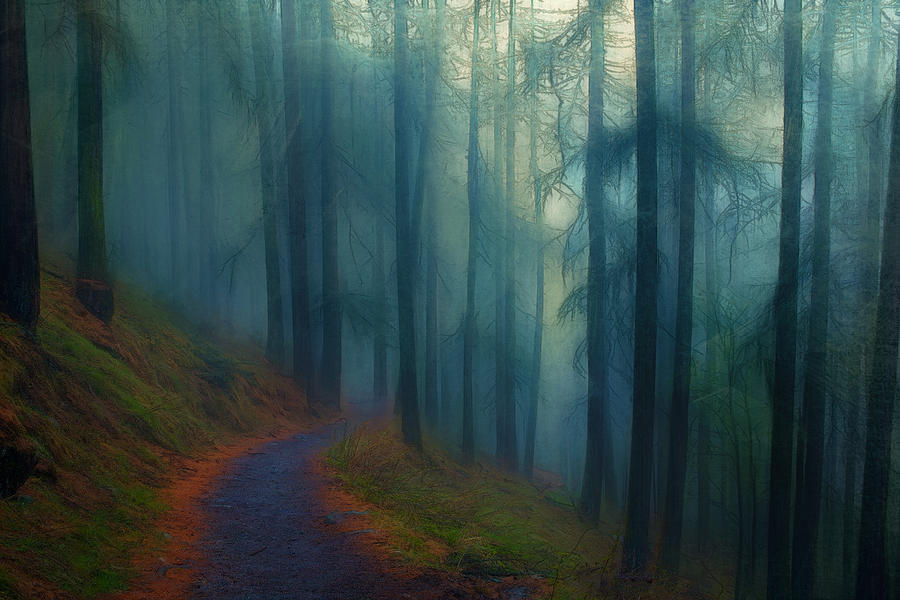 Wintry Forest Path Digital Art by Terry Davis