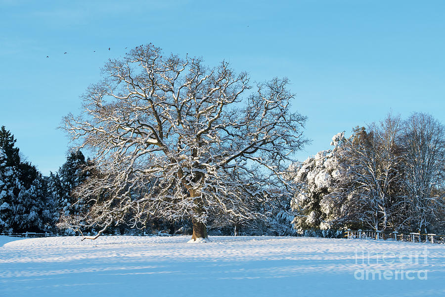 Wintry Oak Photograph by Tim Gainey