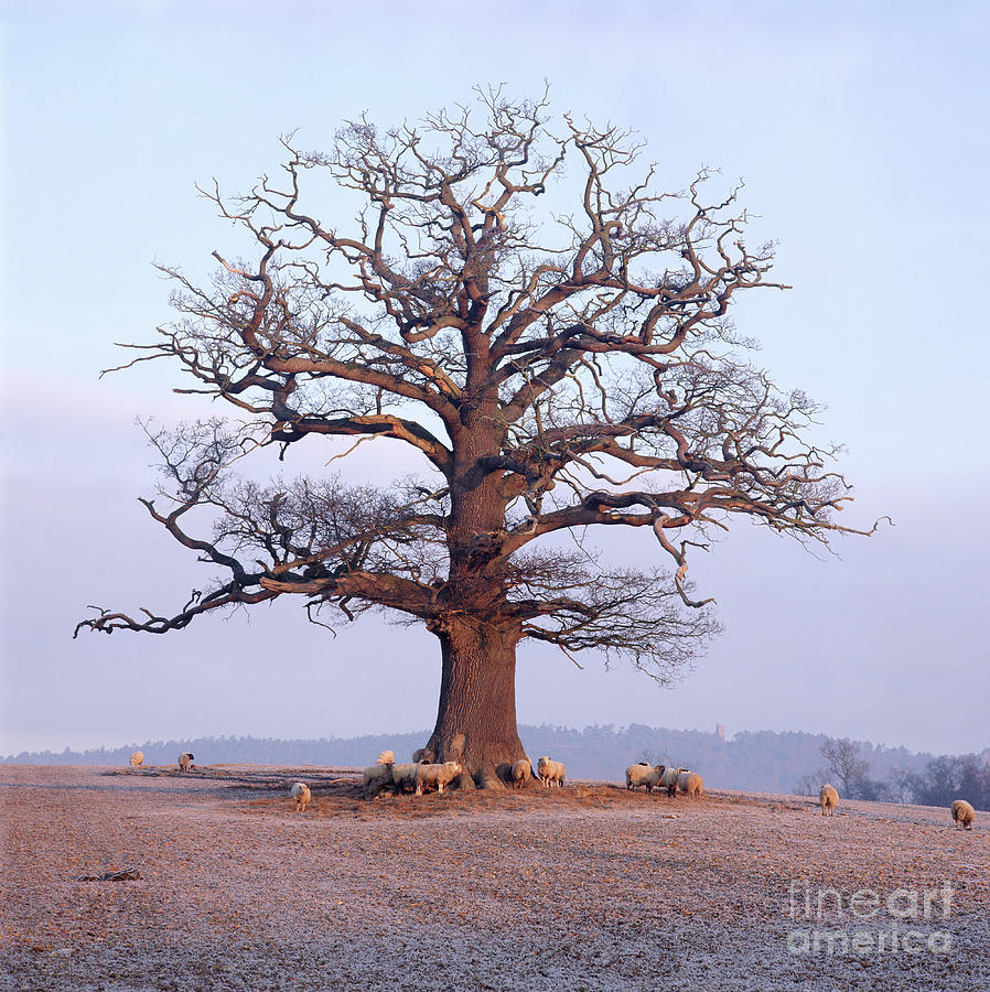 Wintry Oak Tree with Sheep Photograph by Warren Photographic