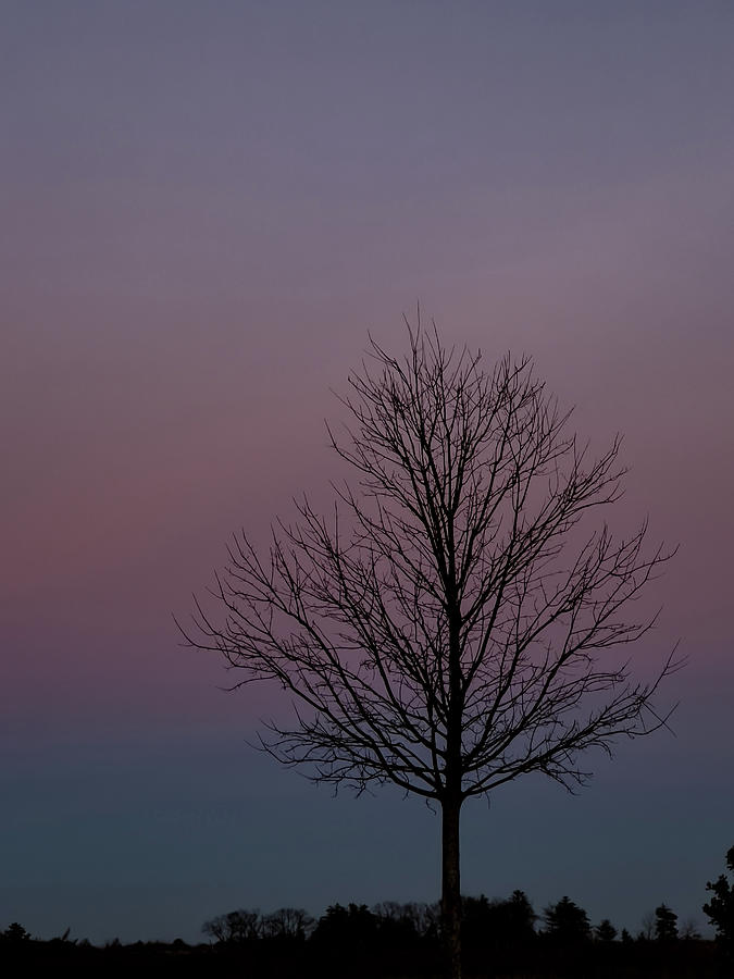 Wintry Pastel Sunset Photograph