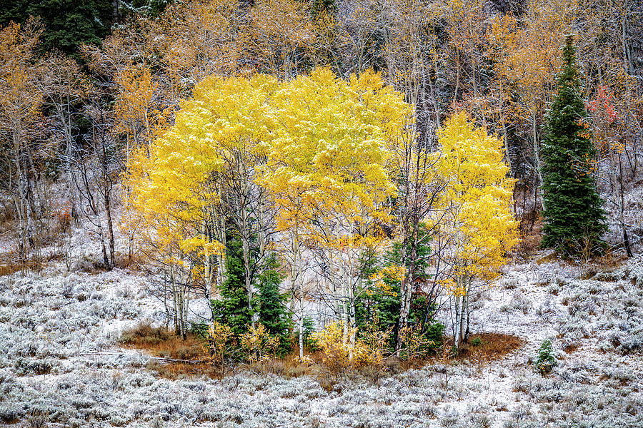 Wintry Patch of Fall Photograph by Michael Ash