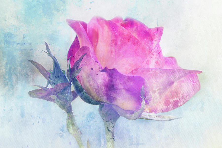 Wintry Rose Digital Art by Terry Davis