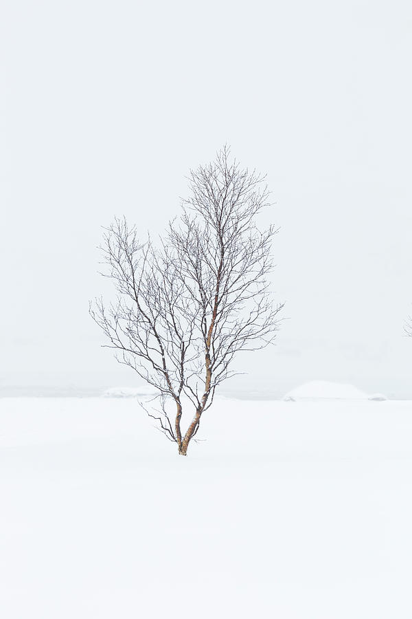 Mountain Photograph - Wintry Tree by Lindley Johnson