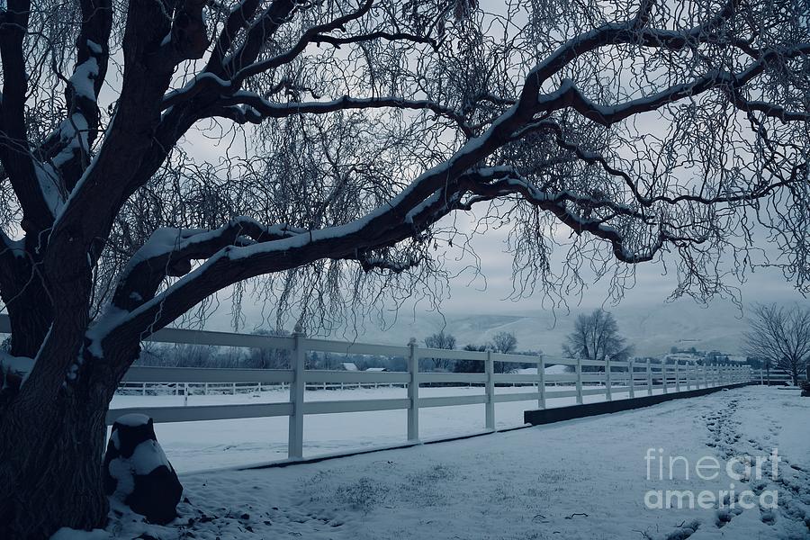 Wintry Tree With Fence Photograph