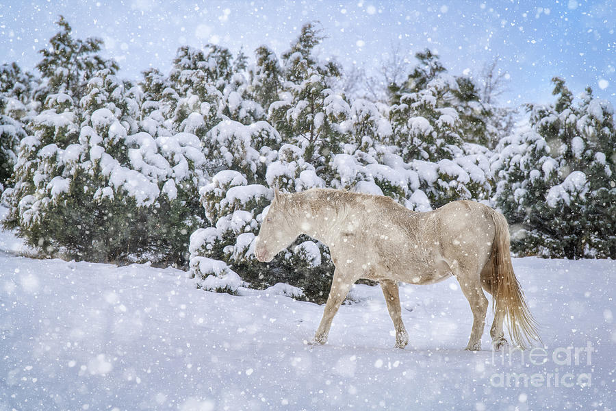 Heber Photograph - Wintry Wandering Ghost by Lisa Manifold