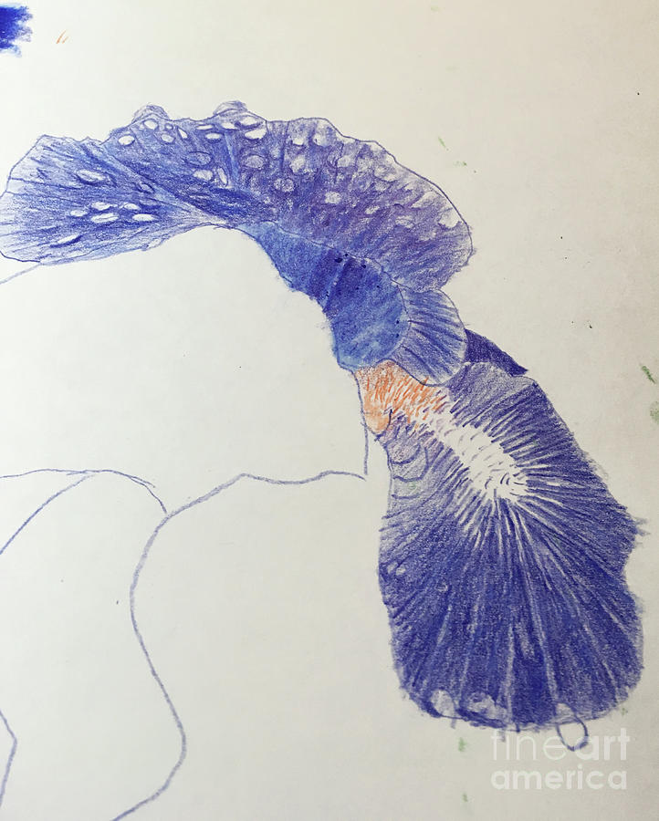WIP Iris with Rain Drops Drawing by Conni Schaftenaar
