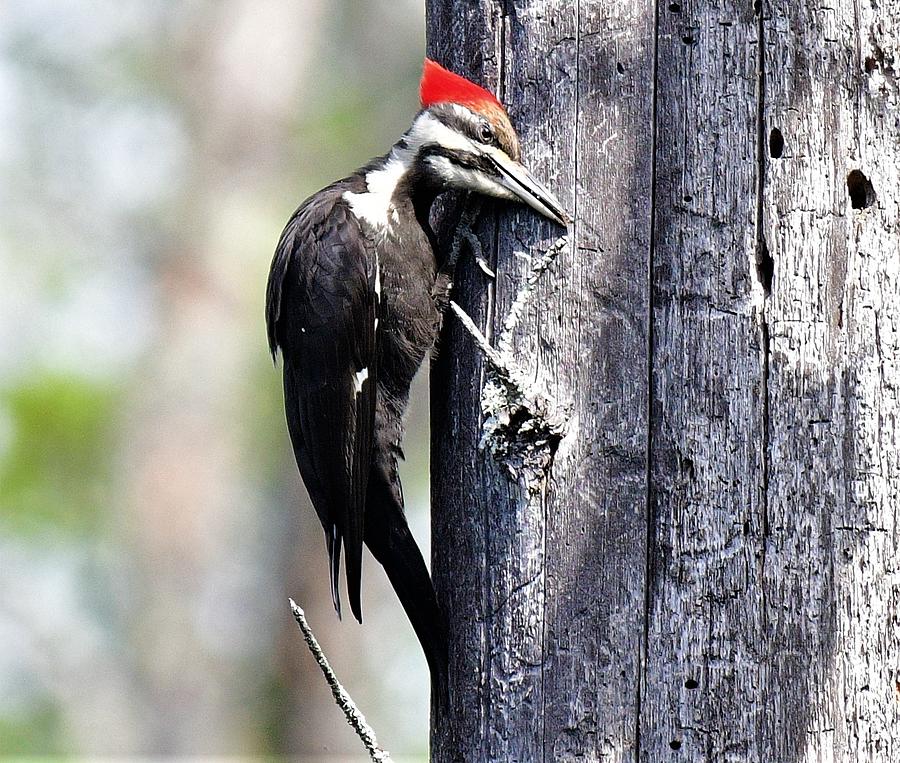 Wiping her Beak Photograph by Jo-Ann Matthews - Fine Art America