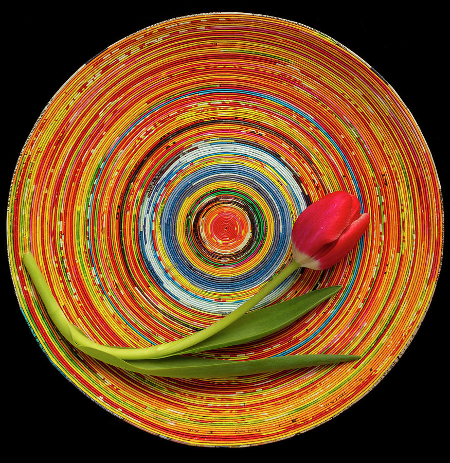 Bowl Photograph - Wire Bowl And Pink Tulip by Garry Gay