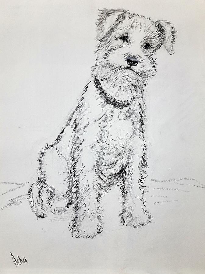 Wire Fox Terrier Drawing