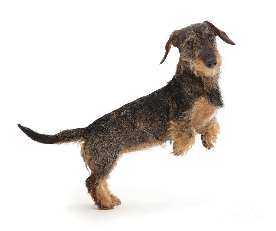 Dog Photograph - Wire haired Dachshund jumping up by Warren Photographic