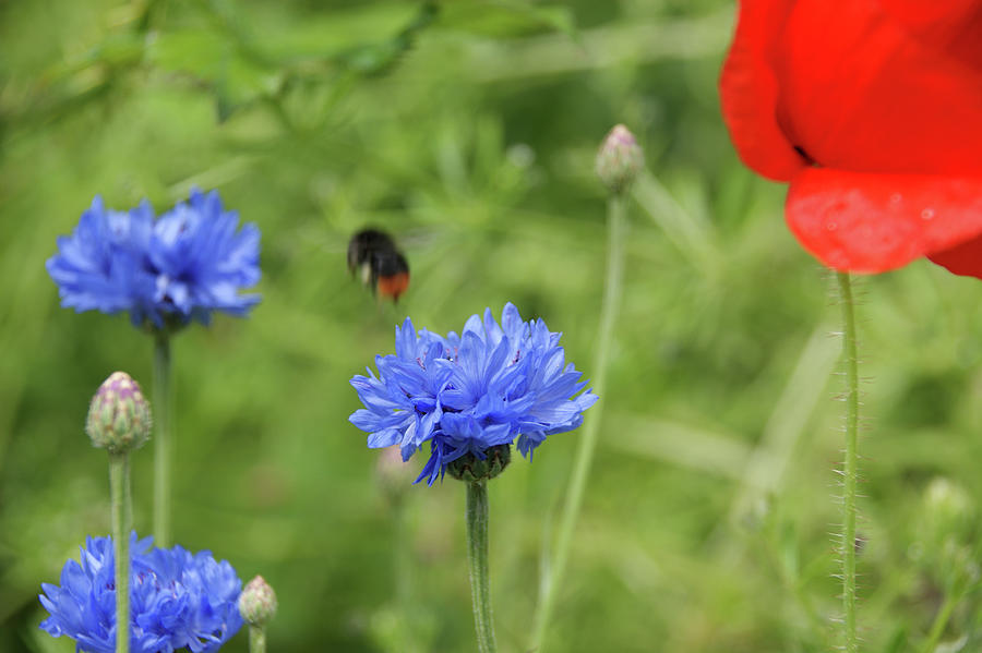 Wirral Country Park. Cornflower and Poppy. Photograph by Lachlan Main