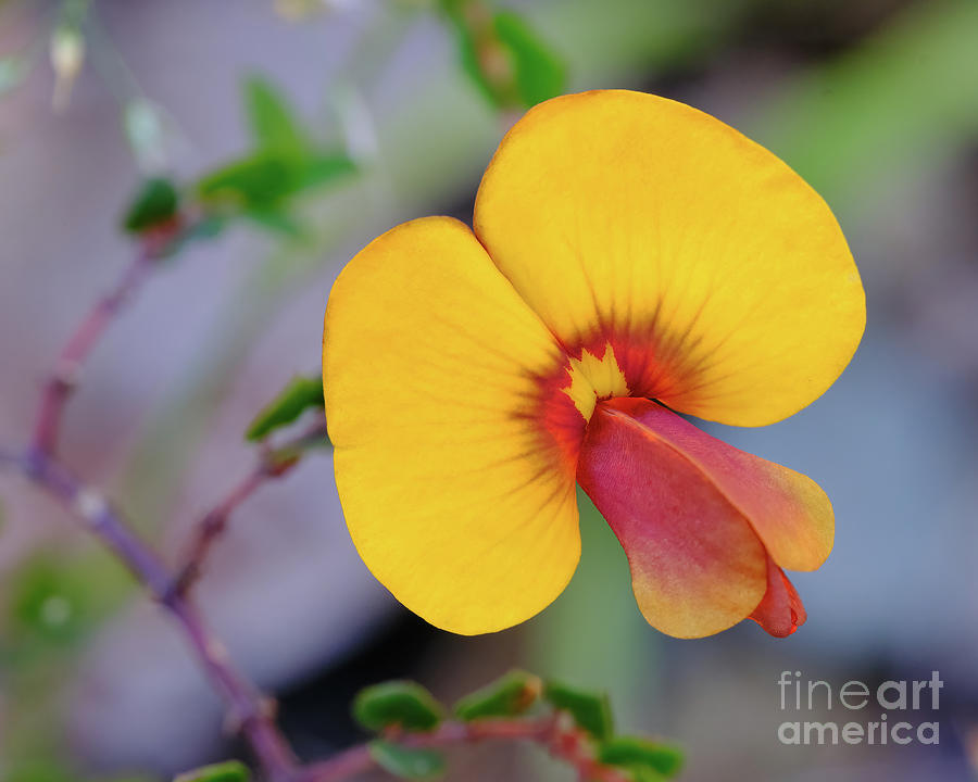 Nature Photograph - Wiry Bossiaea Flower by Neil Maclachlan