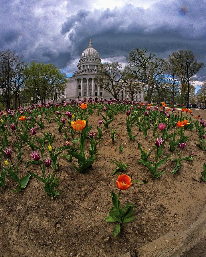 Wisconsin Capitol and Tulips 4 Photograph by Steven Ralser