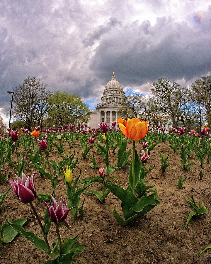 Wisconsin Capitol and Tulips 5 Photograph by Steven Ralser