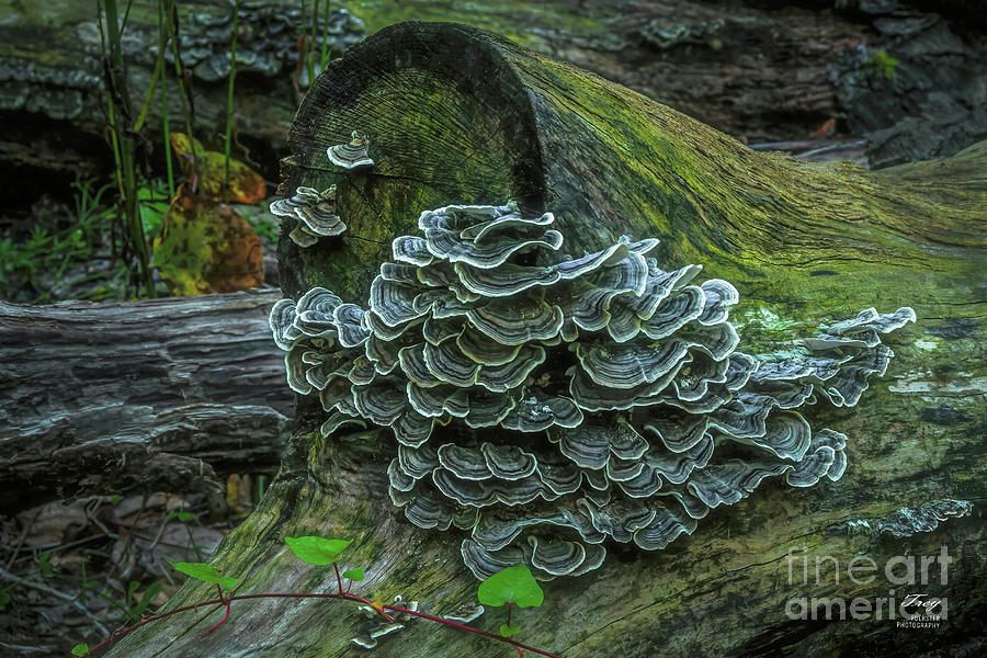 Wisconsin Fungus 1-Turkey-tail Blue Photograph by Trey Foerster