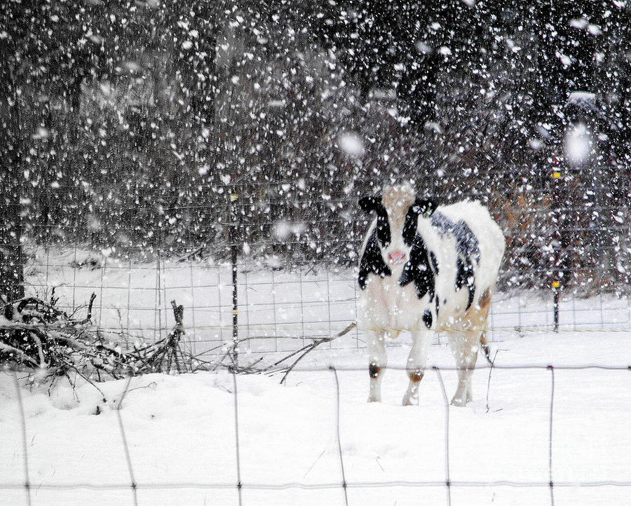 Wisconsin Snow Cow Photograph by Ms Judi