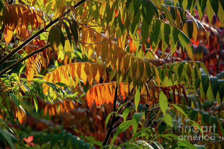 Wisconsin Sumac Color Variety Photograph by Bob Phillips Fine Art America