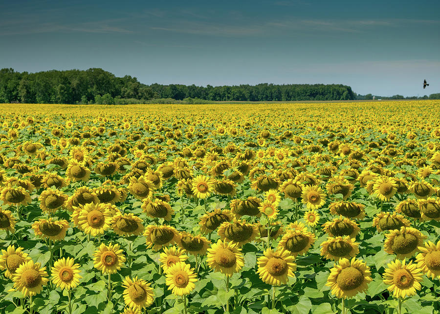 Wisconsin Sunflower Field Photograph by David Hicks | Fine Art America