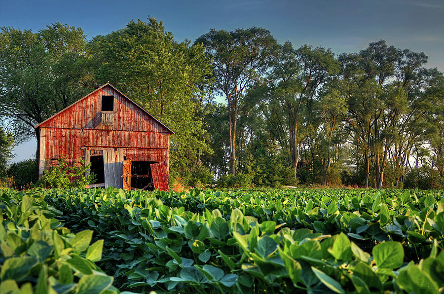 Wisconsin Tobacco crop and red tobacco shed in July Photograph by Peter Herman