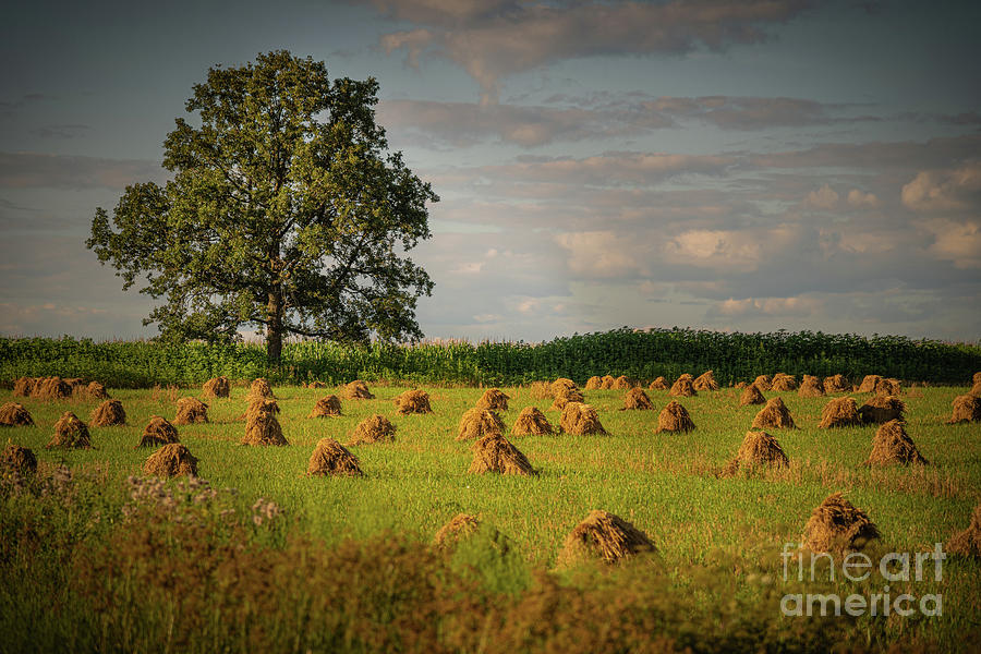Wisconsin Wheat Photograph by Amfmgirl Photography