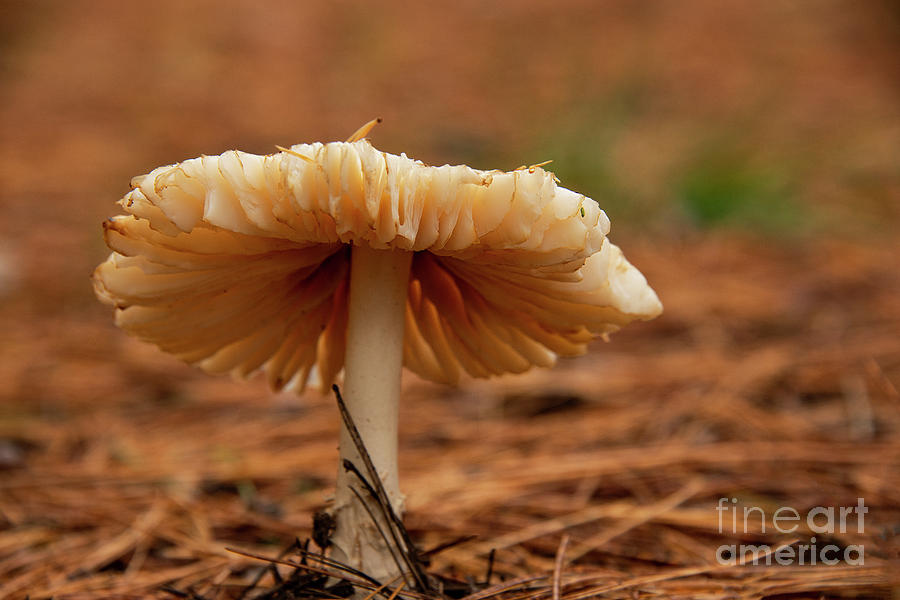 Wisconsin Wild Mushroom Two Photograph by Bob Phillips