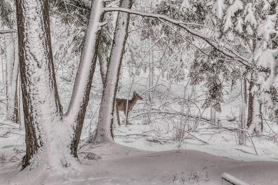 Wisconsin Winter Wonderland Whitetail Doe Photograph by Dale Kauzlaric
