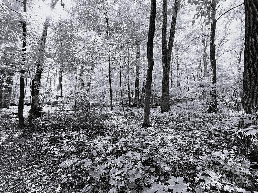 Wisconsin Woods Photograph by Merle Grenz
