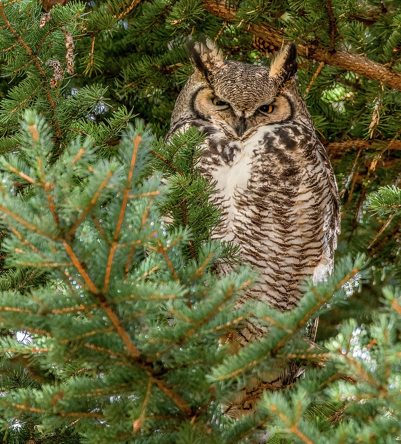Wisdom in the Branches, Great Horned Owl Photograph by Marcy Wielfaert