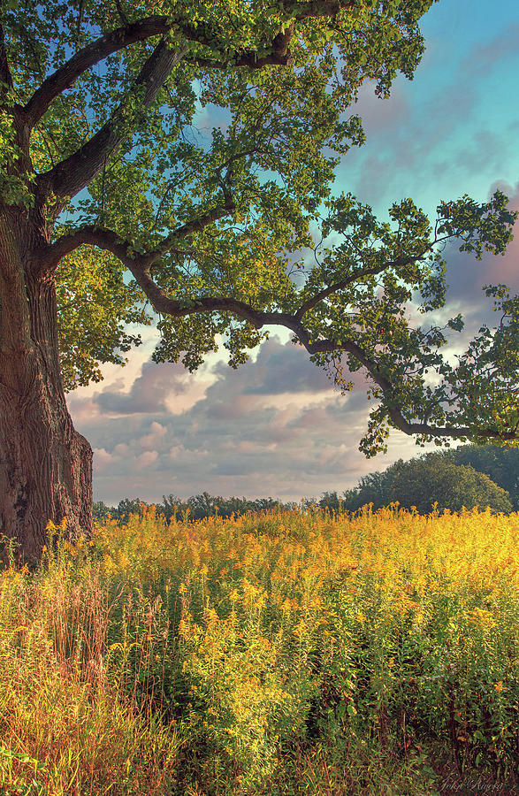 Wisdom of a Tree Photograph by John Rivera