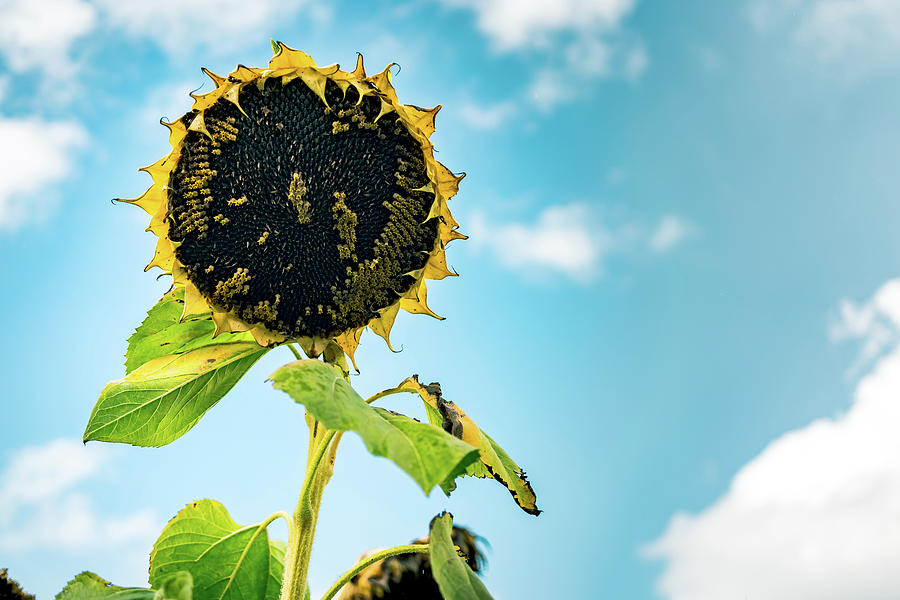 Wisdom of Sunflowers Photograph by Ada Weyland