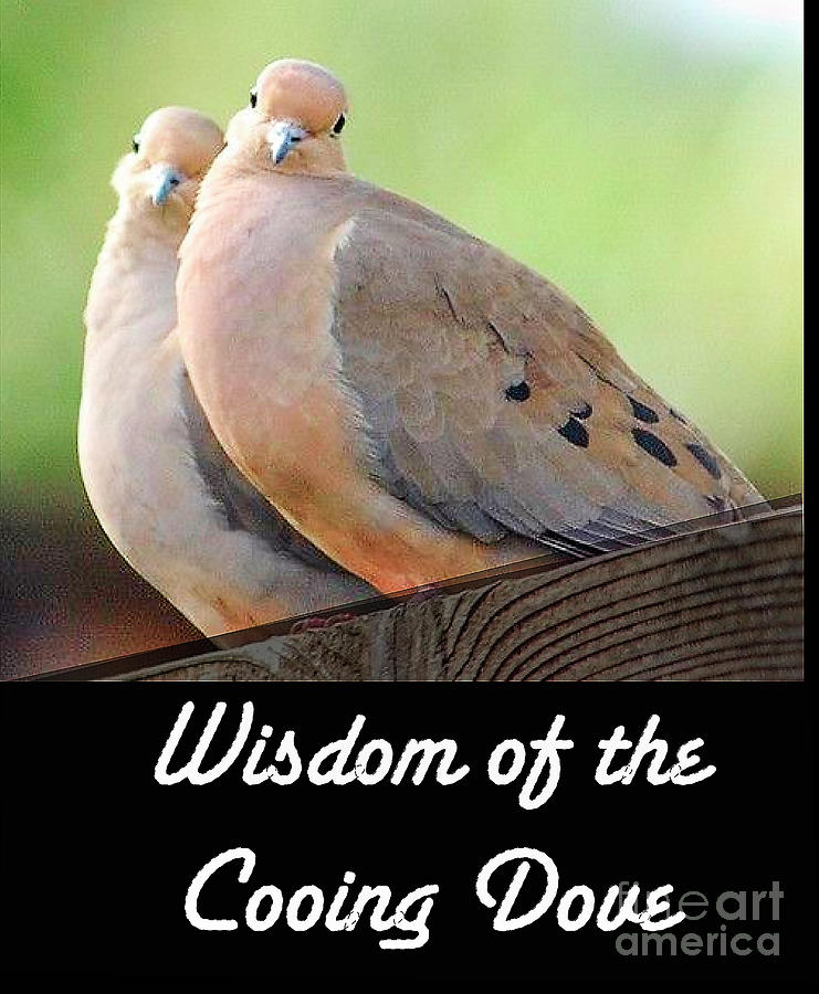 Wisdom of the Cooing Dove Photograph by Charles Muhle