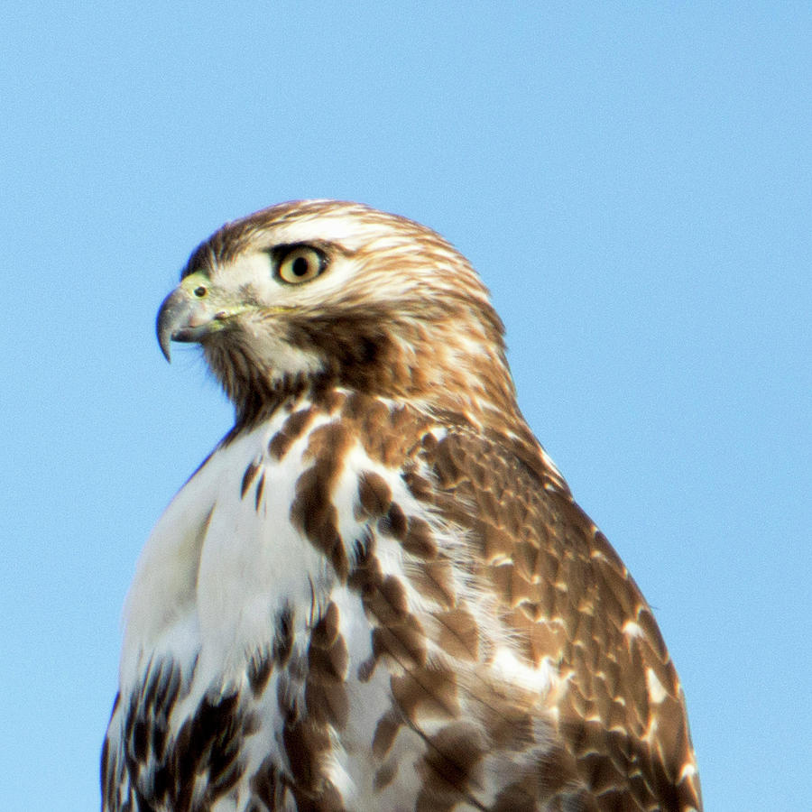 Wisdom of the Hawk - Rough Legged Hawk Photograph by Tracie Fernandez