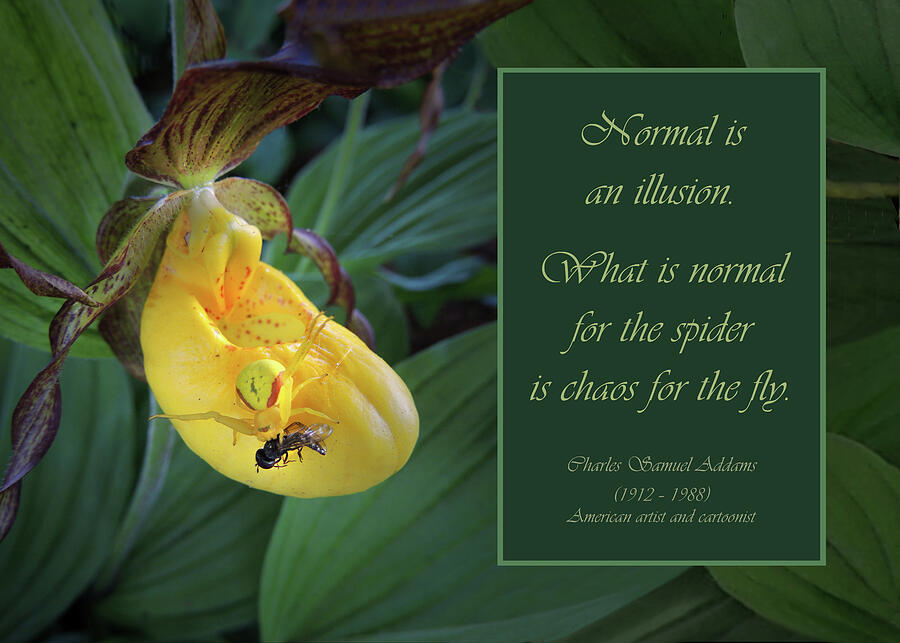 Wisdom of Yellow Lady Slipper Photograph by Nancy Griswold