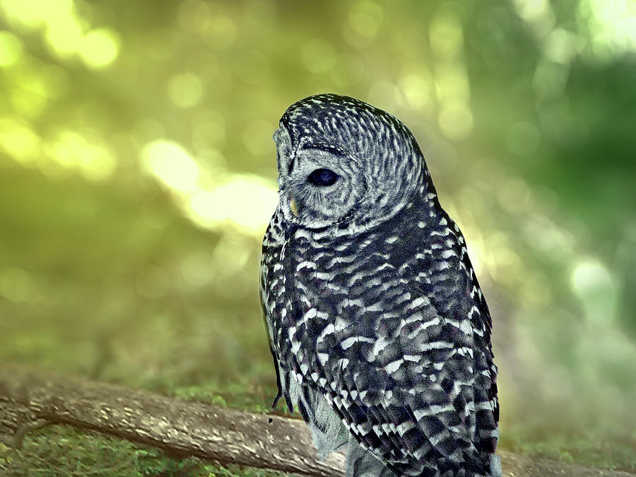 Owl Photograph - Wisdom by Robert Nacke