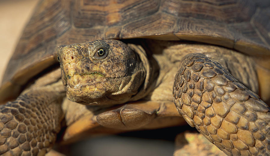 Wise and Grumpy - Sonoran Desert Tortoise Portrait Photograph by Eric ...