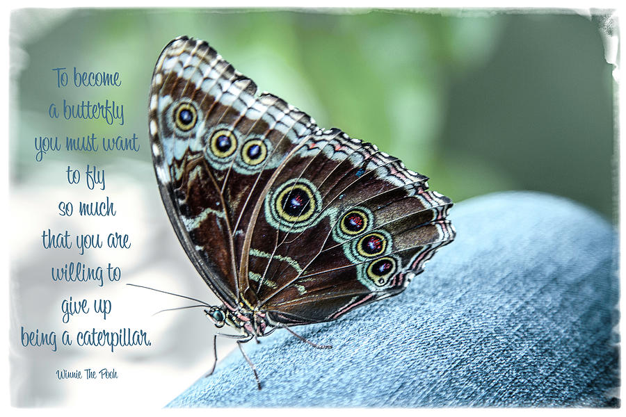 Wise Butterfly Photograph by Nancy Carol Photography - Fine Art America