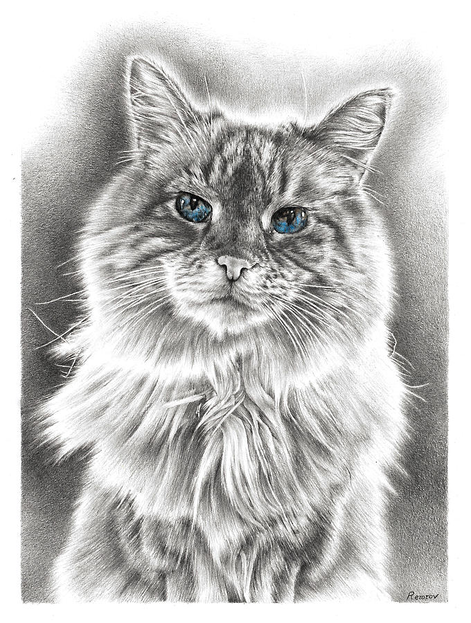Wise Feline Drawing by Casey Remrov Vormer
