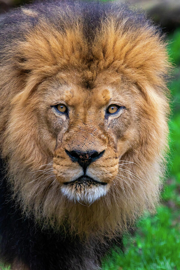 Wildlife Photograph - Wise Lion by Joseph Gray