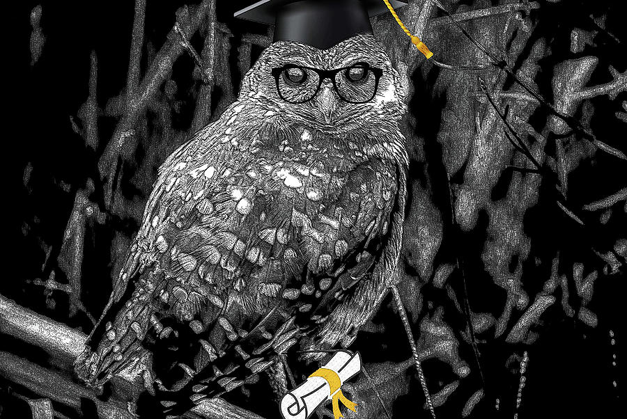 Wise Ol Owl Digital Art by Debra Kewley