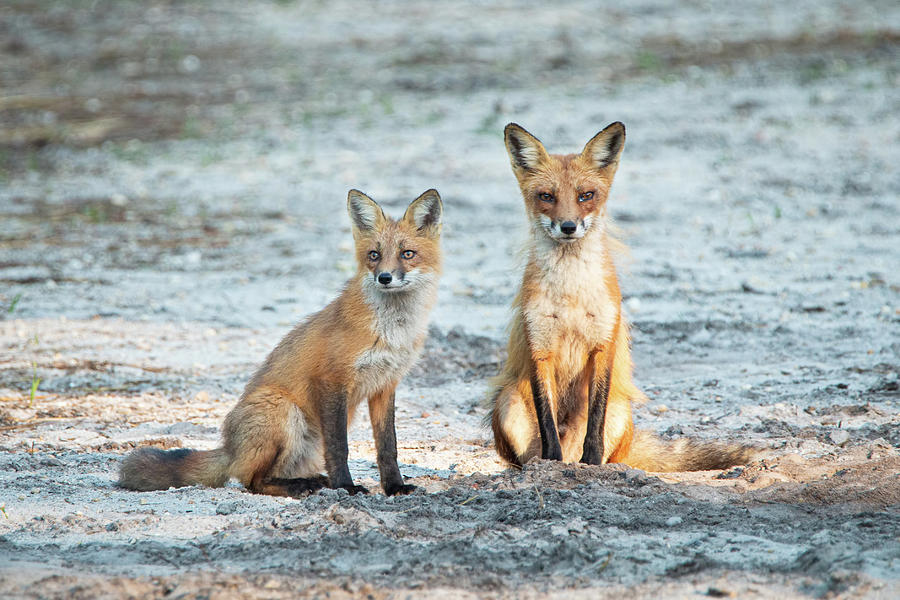 Wise Old Fox and Son Photograph by Kristia Adams