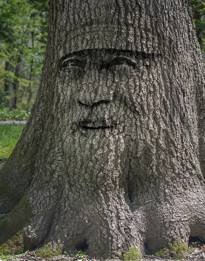 Wise mystical tree : r/wisemysticaltree