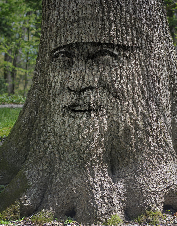 The Original Wise Mystical Tree Is Ancient 